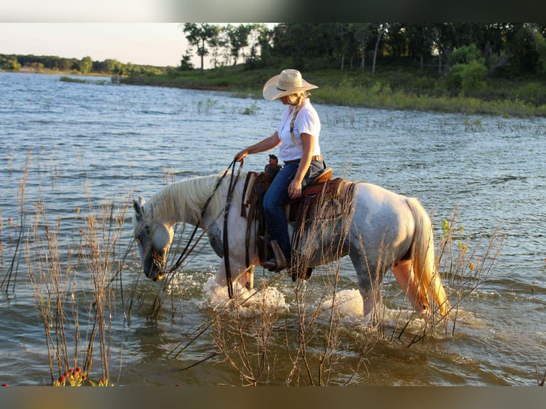 American Quarter Horse Mare 8 years 15 hh Tobiano-all-colors in Stephenville TX