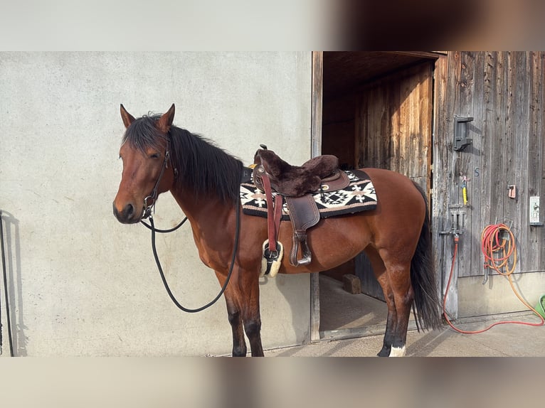 American Quarter Horse Mix Mare 8 years 15,1 hh Brown in Satteins