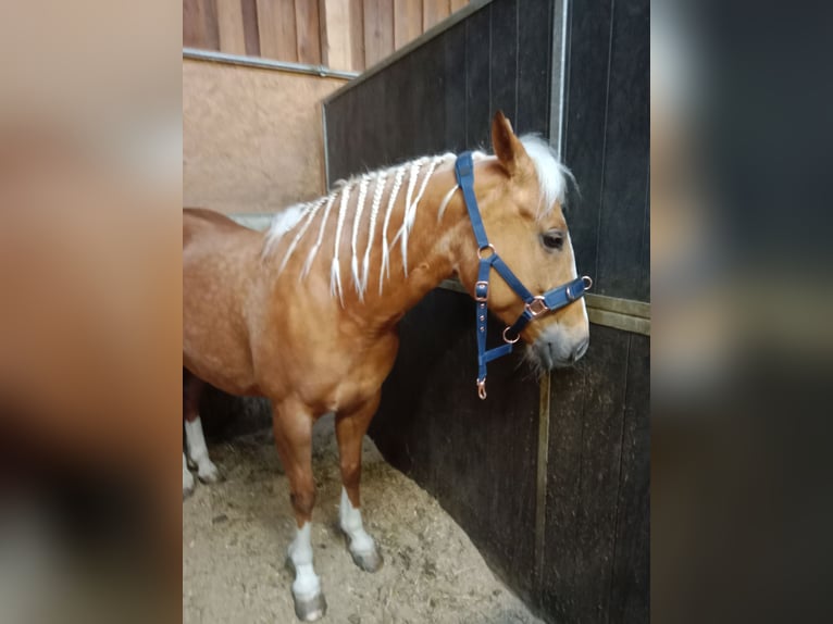 American Quarter Horse Mare 8 years 15,1 hh Palomino in Gschwendt