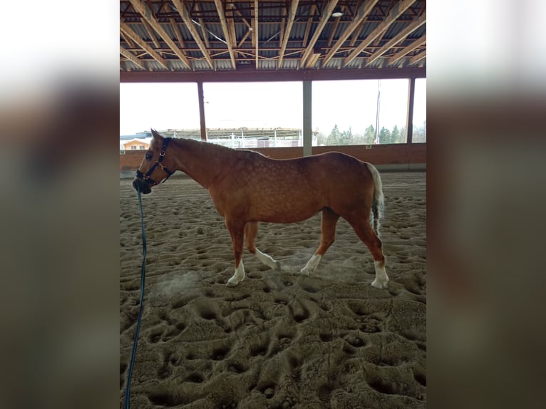 American Quarter Horse Mare 8 years 15,1 hh Palomino in Gschwendt