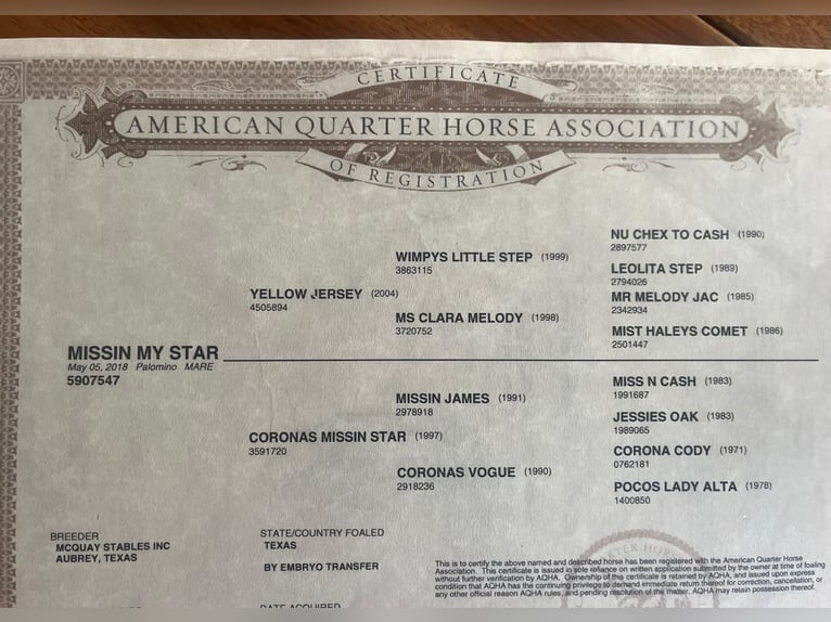 American Quarter Horse Mare 8 years 15,1 hh Palomino in Wasserburg am Inn