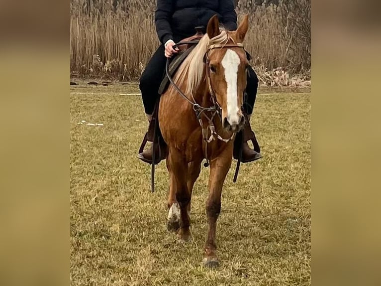 American Quarter Horse Mare 8 years 15,1 hh Palomino in Wasserburg am Inn