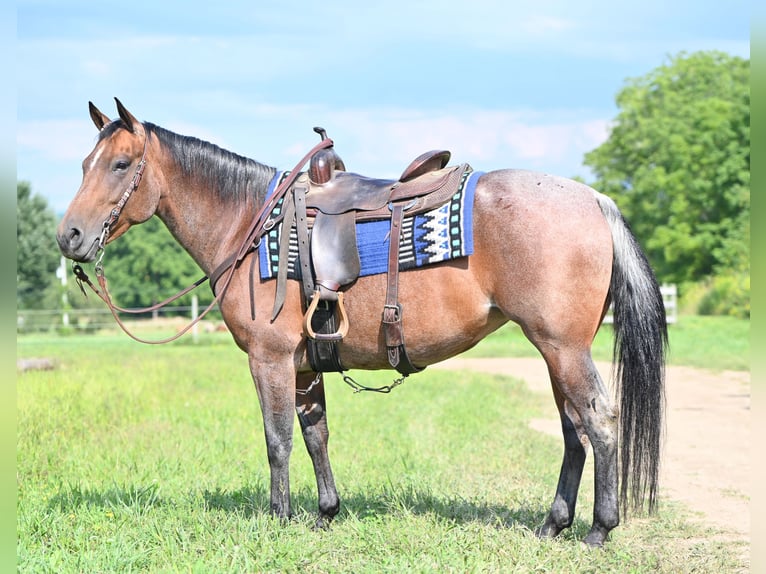 American Quarter Horse Mare 8 years 15,1 hh Roan-Bay in Geneseo