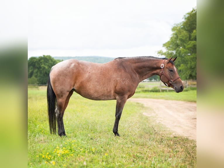 American Quarter Horse Mare 8 years 15,1 hh Roan-Bay in Geneseo