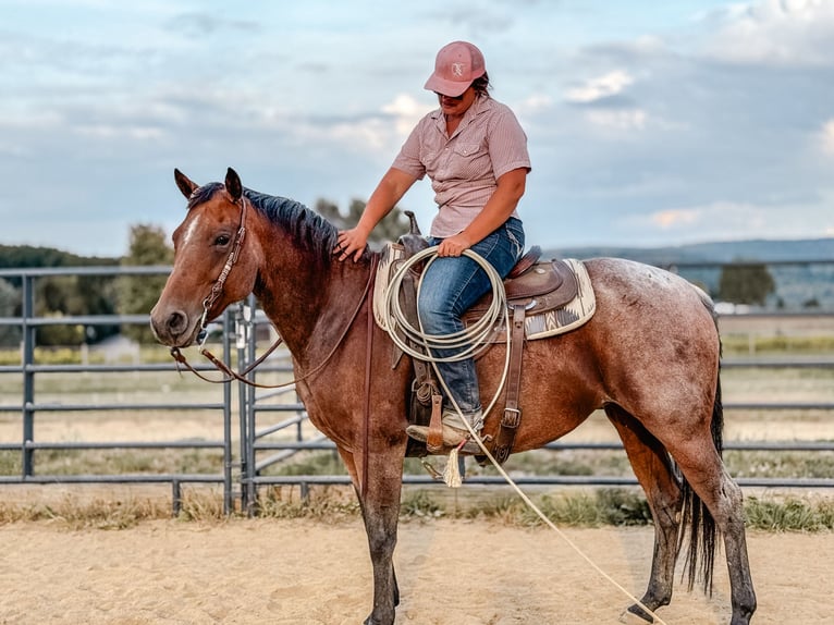 American Quarter Horse Mare 8 years 15,1 hh Roan-Bay in Geneseo