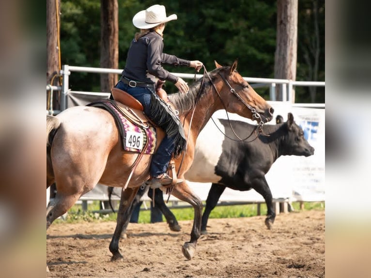 American Quarter Horse Mare 8 years 15,1 hh Roan-Bay in Geneseo