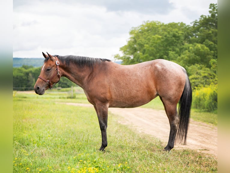 American Quarter Horse Mare 8 years 15,1 hh Roan-Bay in Geneseo