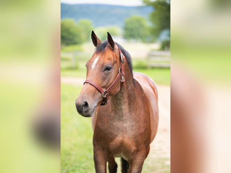 American Quarter Horse Mare 8 years 15,1 hh Roan-Bay in Geneseo