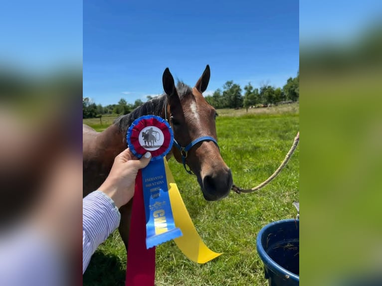 American Quarter Horse Mare 8 years 15,1 hh Roan-Bay in Geneseo