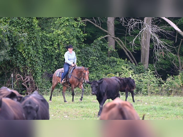 American Quarter Horse Mare 8 years 15,1 hh Roan-Bay in Geneseo