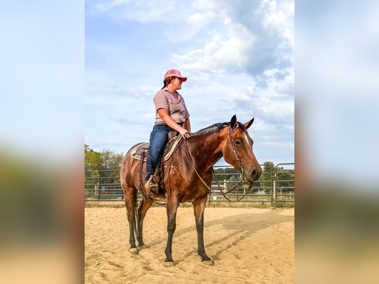 American Quarter Horse Mare 8 years 15,1 hh Roan-Bay in Geneseo