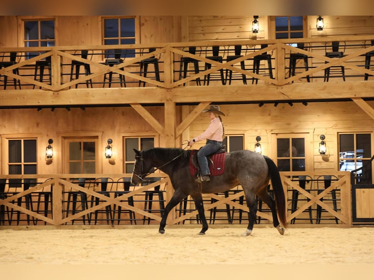 American Quarter Horse Mare 8 years 15,1 hh Roan-Blue in Clarion