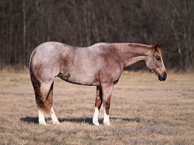 American Quarter Horse Mare 8 years 15,1 hh Roan-Red in Waco