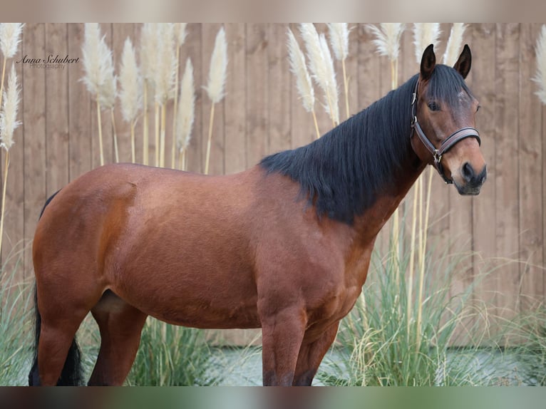 American Quarter Horse Mare 8 years 15,2 hh Brown in Hundsangen