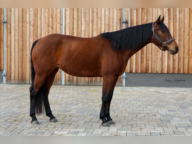 American Quarter Horse Mare 8 years 15,2 hh Brown in Hundsangen