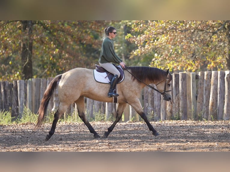 American Quarter Horse Mare 8 years 15,2 hh Buckskin in Terrell