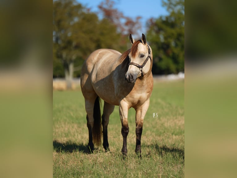American Quarter Horse Mare 8 years 15,2 hh Buckskin in Terrell