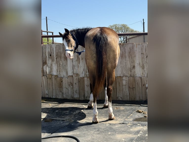 American Quarter Horse Mare 8 years 15,2 hh Buckskin in Edmond