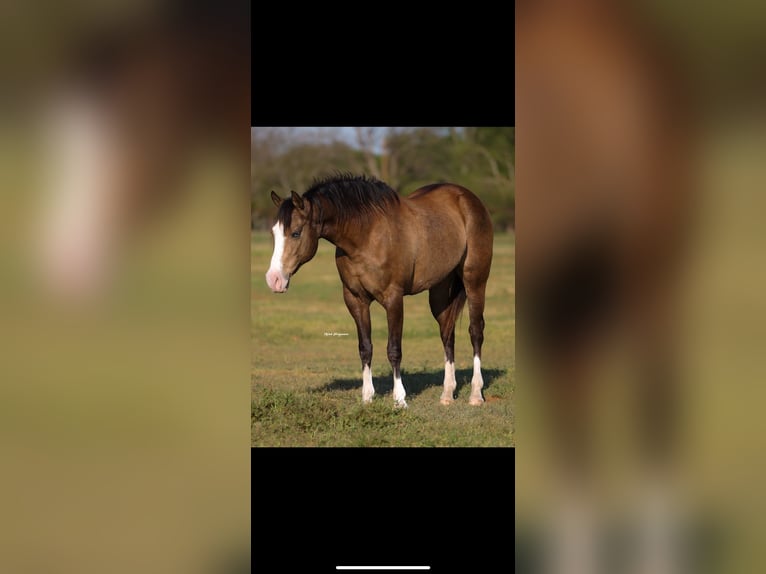 American Quarter Horse Mare 8 years 15,2 hh Buckskin in Edmond