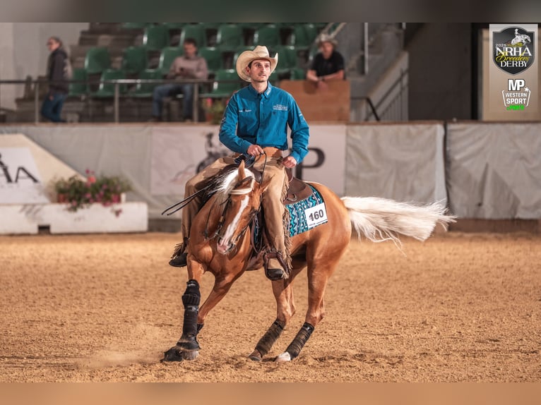 American Quarter Horse Mare 8 years 15,2 hh Palomino in Haag in Oberbayern
