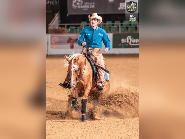 American Quarter Horse Mare 8 years 15,2 hh Palomino in Haag in Oberbayern