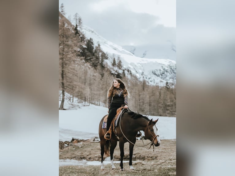 American Quarter Horse Mare 8 years 15,2 hh in Pfaffing