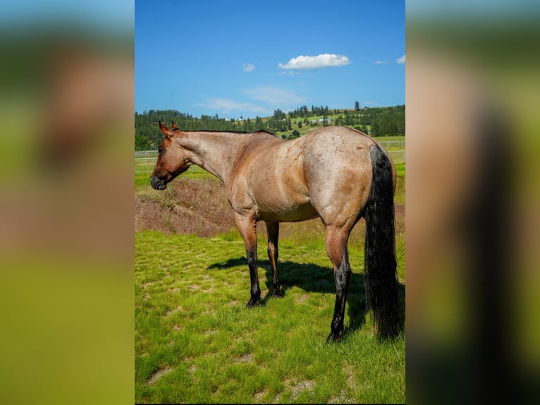 American Quarter Horse Mare 8 years 15,2 hh Roan-Bay in Spokane, WA