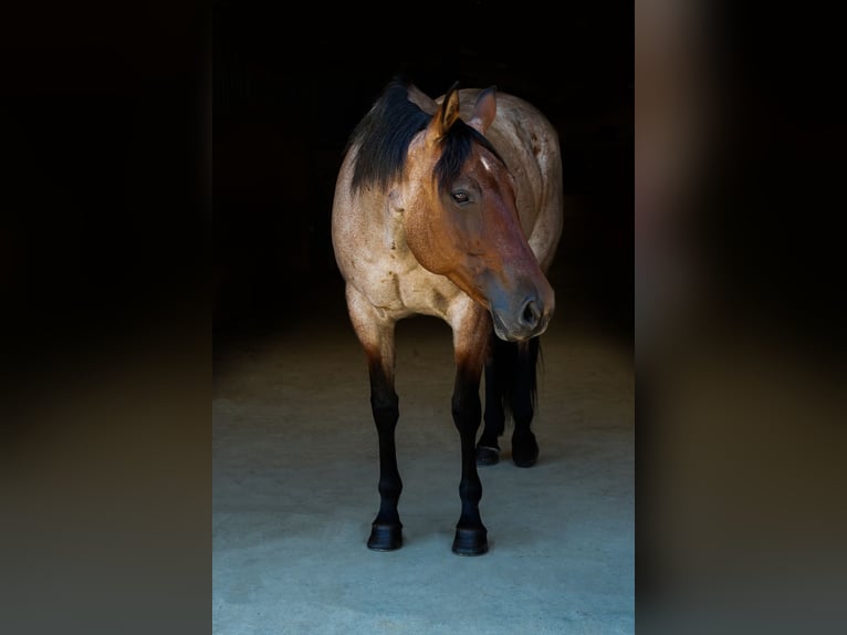 American Quarter Horse Mare 8 years 15,2 hh Roan-Bay in Spokane, WA