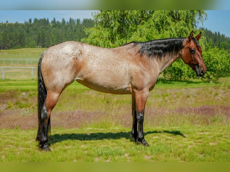 American Quarter Horse Mare 8 years 15,2 hh Roan-Bay in Spokane, WA