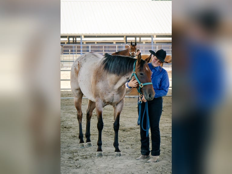 American Quarter Horse Mare 8 years 15,2 hh Roan-Bay in Spokane, WA