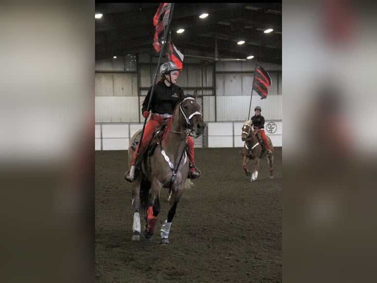 American Quarter Horse Mare 8 years 15,2 hh Roan-Bay in Spokane, WA