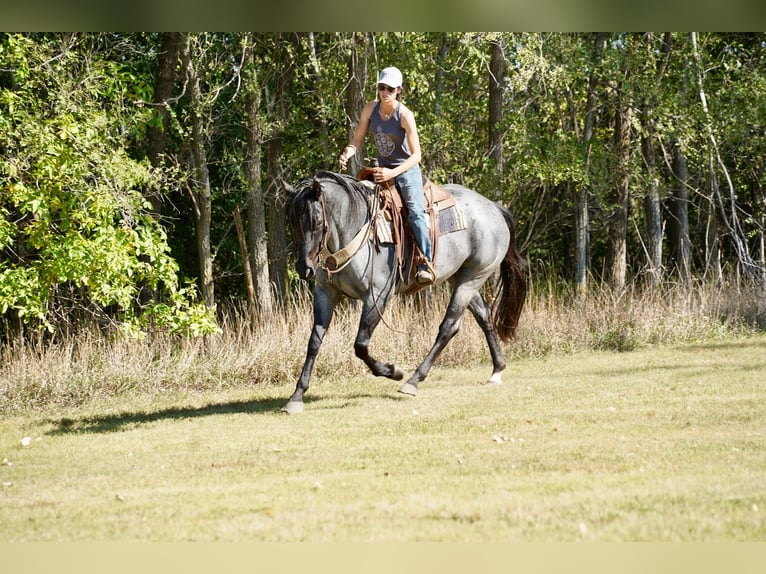 American Quarter Horse Mare 8 years 15,2 hh Roan-Blue in Corsica, SD