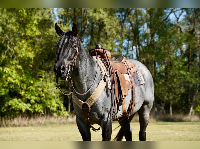 American Quarter Horse Mare 8 years 15,2 hh Roan-Blue in Corsica, SD