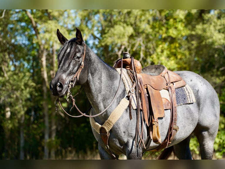 American Quarter Horse Mare 8 years 15,2 hh Roan-Blue in Corsica, SD