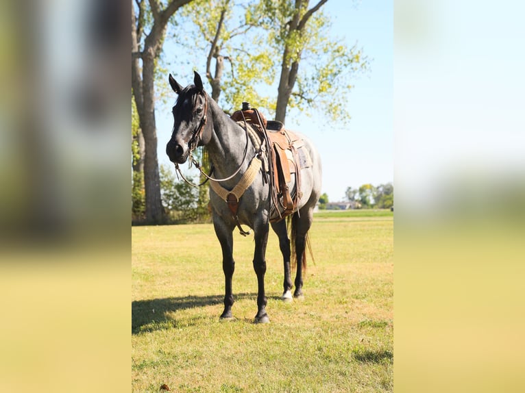 American Quarter Horse Mare 8 years 15,2 hh Roan-Blue in Corsica, SD