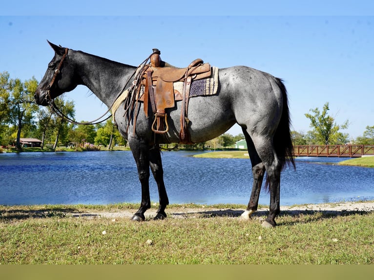 American Quarter Horse Mare 8 years 15,2 hh Roan-Blue in Corsica, SD
