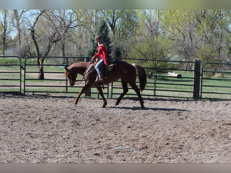 American Quarter Horse Mare 8 years 15,2 hh Roan-Red in Fort Collins CO