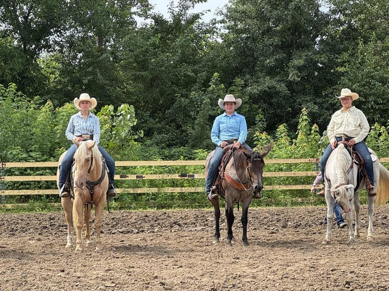 American Quarter Horse Mare 8 years 15,3 hh Palomino in Princeton MO