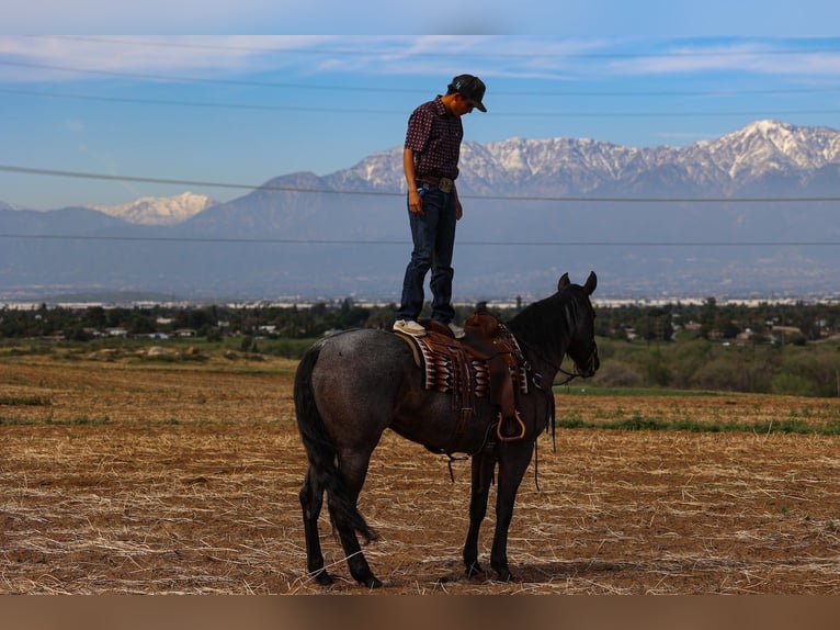 American Quarter Horse Mare 8 years 16.2 hh Roan-Blue in Norco