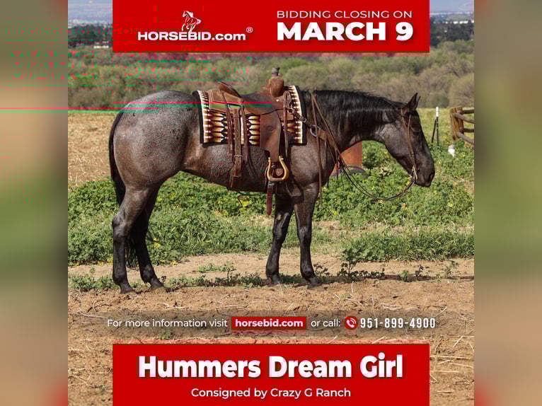 American Quarter Horse Mare 8 years 16.2 hh Roan-Blue in Norco