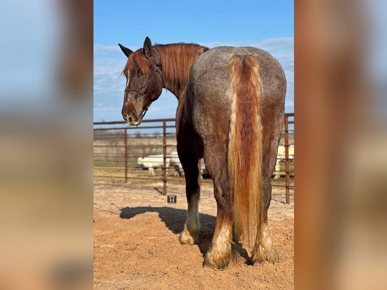 American Quarter Horse Mare 8 years 16,2 hh Roan-Red in Jacksboro TX