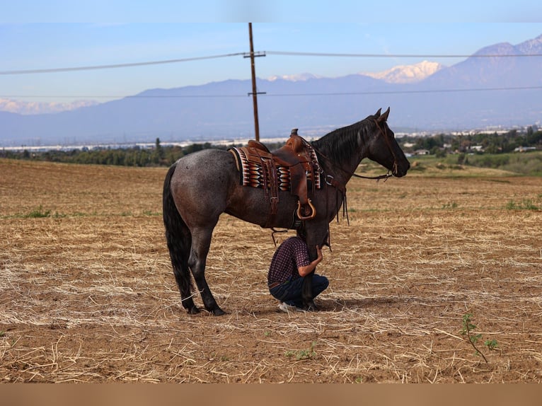 American Quarter Horse Mare 8 years 16,2 hh Roan-Blue in Norco