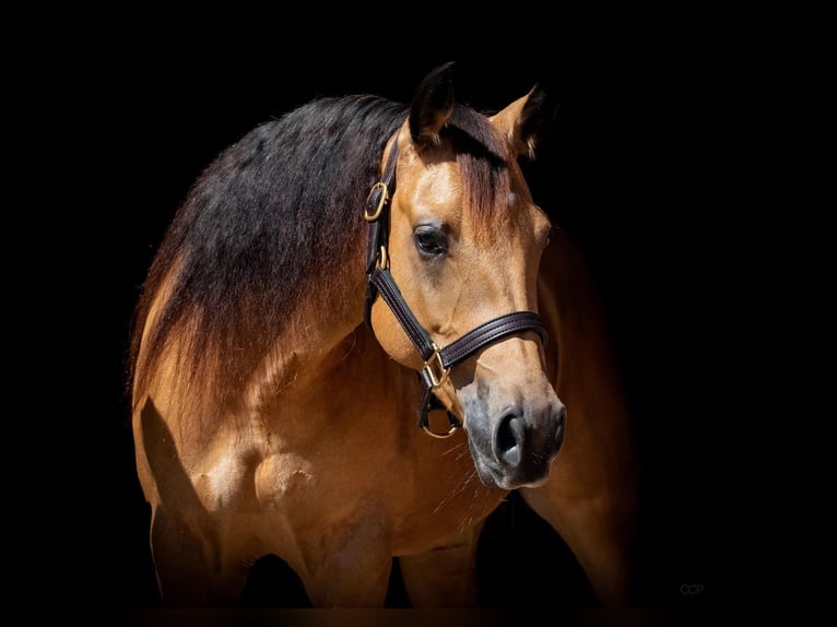 American Quarter Horse Mare 8 years Buckskin in Mooslargue