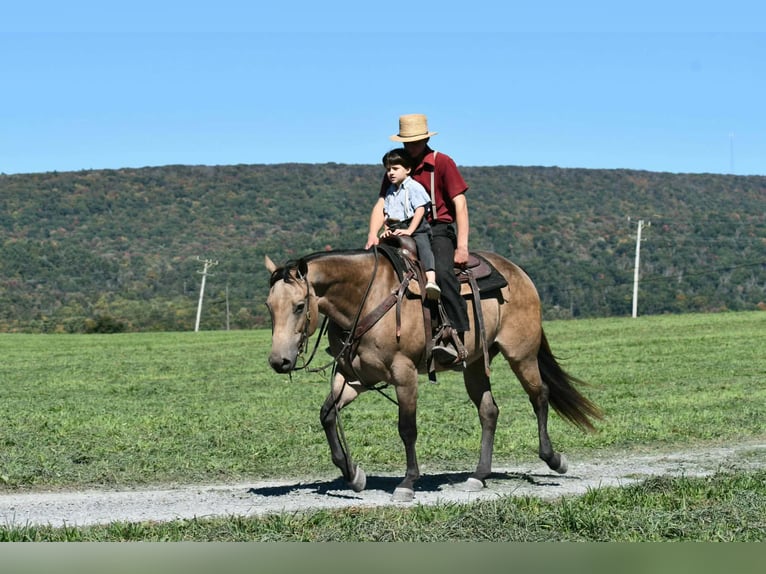 American Quarter Horse Mare 8 years Buckskin in Rebersburg