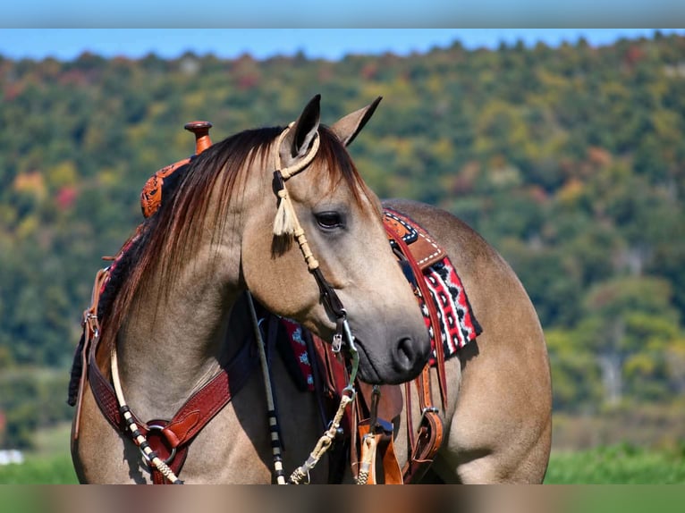 American Quarter Horse Mare 8 years Buckskin in Rebersburg