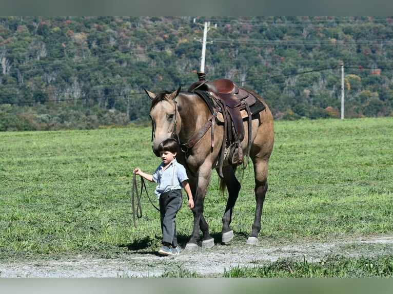 American Quarter Horse Mare 8 years Buckskin in Rebersburg