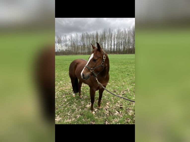 American Quarter Horse Mare 8 years Chestnut-Red in Ruurlo