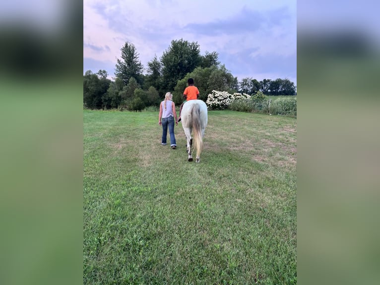 American Quarter Horse Mare 8 years Grey in Shelbyville