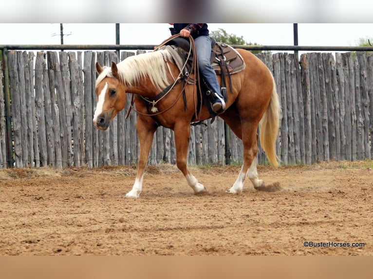 American Quarter Horse Mare 8 years Palomino in Weatherford TX