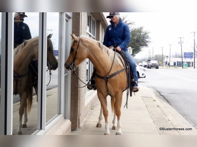 American Quarter Horse Mare 8 years Palomino in Weatherford TX